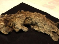 永久凍土から完璧な状態で発見されたホラアナライオンの子供のミイラからわかったこと（シベリア）