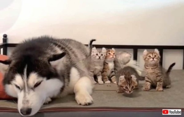 littlekitty3_640
