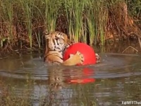 幸せな気分になれる、赤いボールを愛するトラの水遊び風景がかわいい