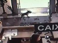 本を盗んだ野良犬、その本のタイトルが意味深で無事保護される。