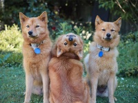 エクソシストかな。首を180度ひっくり返す技を習得した犬