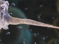 【動画】インフルエンザをＣＧで視覚化すると壮大なるＳＦスペクタクル「インフルエンザの仕組み」