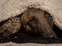 まるでおとぎ話にでてくるような、犬とフクロウのやさしい関係