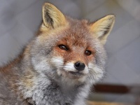 人間に飼いならされたキツネは脳が大きくなることが判明