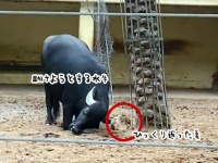 竜宮城に招待されるやつ。ひっくり返った亀を角で助ける水牛
