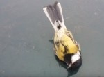 【謎行動】ボンネットで硬直、はりつけになる鳥たち