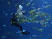 魚がうつ状態に。水族館や観光地の海に住む魚たちは自粛で人間と会えず寂しがっている（オーストラリア）