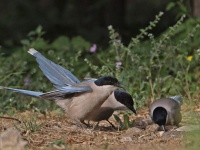 鳥だって仲間を見捨てない。空腹の仲間に餌を分け与える姿を確認（オランダ研究）