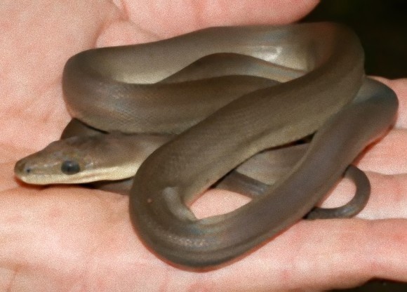 baby_python_e