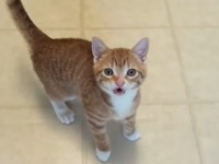 猫科はやっぱり猫だった！コール＆マーマレードとビッグキャットたちの比較映像