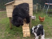 大型犬の猫化？ニューファンドランド犬が鶏小屋に無理やり入り込む