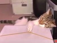 むっ、こんなとこ撮影しちゃいか～ん！撮られたくなかった瞬間を激写された動物たち？