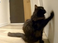 トイレくらいゆっくり行かせてほしい…。ドアの前の愛猫を何とかしてほしいと思う瞬間