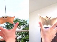 ペットのフクロモモンガ、「いっくよ～！」と飼い主さんの手を目指して空を飛びまくる