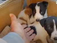 ダンボールの中に子犬たちが！クレタ島のゴミ捨て場に捨てられていた子犬たち、無事に保護されて美味しいご飯を食べる