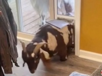 ちょっ、おま！どうしてそうなるんだよ！山羊氏、犬用のペットドアをくぐって室内に不法侵入する