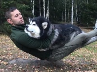 森の中で静かなひと時。愛犬のアラスカンマラミュートとハンモックでゆらゆら