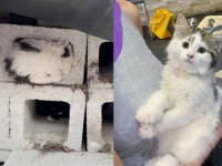 母親に置き去りにされ、ブロックに擬態していた野良の子猫。人間に保護され美しい猫に大変身（カナダ）