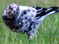 白黒まだら。ダルメシアンなカササギフエガラスが目撃される（オーストラリア）