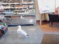 その間わずか19秒！白昼堂々、店頭からポテトチップスを盗んでいくカモメがカッコよすぎる