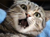 それってもしかしてストレスかも？猫の慢性的・長期的ストレスを判断する10の兆候