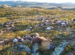【若干閲覧注意】雷の一撃でトナカイ３００匹以上が死亡…