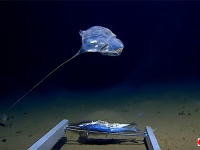 インド洋の深海でUFOみたいな謎の生物が発見される。ジャワ海溝初の有人潜水