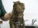 ロンドンの建設現場で発見された不思議生物の正体とは！？