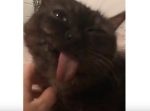 「たまらんニャ…！」　ご主人のマッサージで昇天する猫の表情がすごい。