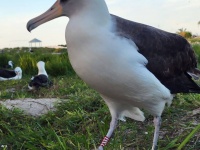うれしいニュース、世界最高齢の71歳のアホウドリが元気な姿で島に帰って来た