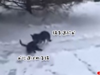 雪積る日、猫をくわえ自分の犬小屋に運び寒さから守ろうとした犬