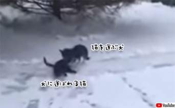 雪積る日、猫をくわえ自分の犬小屋に運び寒さから守ろうとした犬