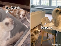 羊がいない時牧羊犬はどうするか？猫を徹底的にマークする