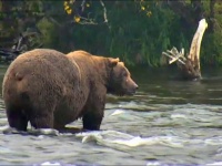 ヒグマたちがアラスカの川に帰ってきた！ライブカメラでその姿を堪能できるぞ！