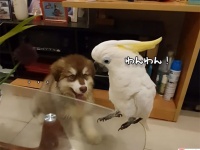 声を奪われた？ワンワン鳴くオウムと鳴かない犬