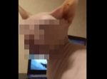 くっさ〜！　臭いくつ下を嗅いだ後の猫の表情が絶妙！