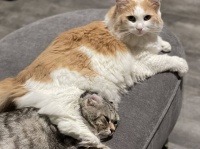 猫が家畜化された時期と起源は？失われた歴史が遺伝子研究で明らかに