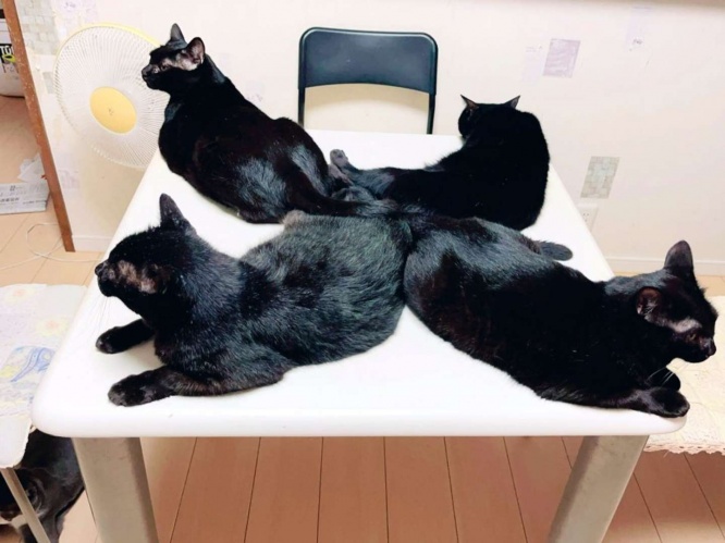 冷たくてお気に入り