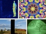 動物たちにはこの世界がどのように見えているのか？