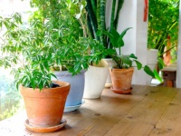 観葉植物に空気清浄効果は期待できない、ジャングルなみに大量に置かないと効果は得られない（米研究）