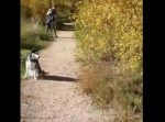 ピョーンピョーン！　草むらでウサギのように飛び回るハスキー犬が可愛い！