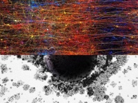 数学で割り出した脳モデルで明らかに。人間の脳は最大11次元の構造を持っている（スイス研究）