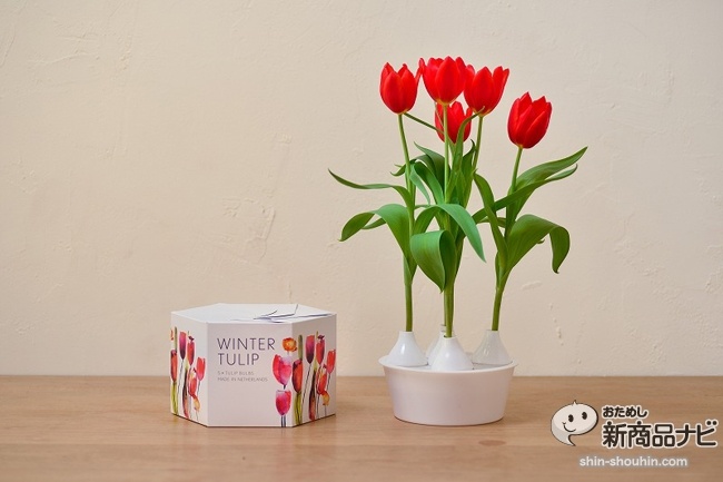 winter tulip_04