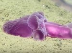 謎の生命体を発見！　世界で最も深いマリアナ海溝で撮影に成功