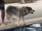 怖くてプールに入れないハスキー犬が可愛い！（笑）