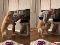 犬の焼きもちがすごい。猫をかまうと毎回自分に注意を向けようとするゴールデン