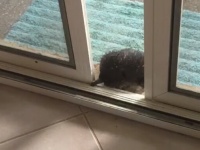 オンリーオーストラリア？ハリモグラが鼻先で窓をこじあけて家に入ろうとする姿がかわいすぎた