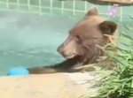 「最高だー」庭のジャグジーでくつろぎ、カクテルも飲んでしまう優雅なクマが現る