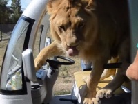 サファリドライブにライオン相乗り、お気に入りのお姉さんにロックオン