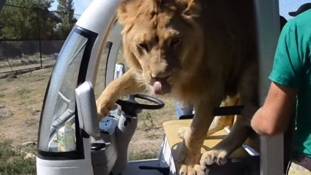 サファリドライブにライオン相乗り、お気に入りのお姉さんにロックオン